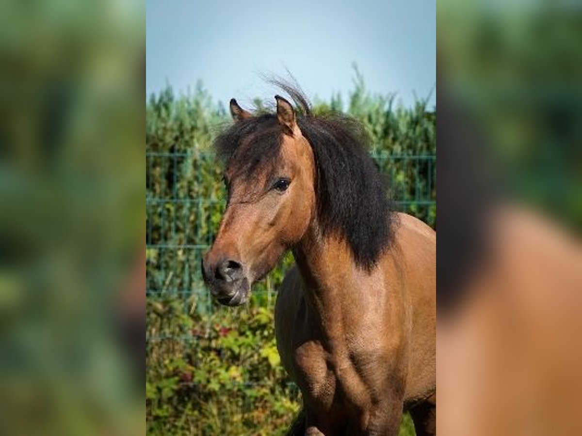 Weitere Ponys/Kleinpferde Wallach 2 Jahre 120 cm Hellbrauner in Euskirchen
