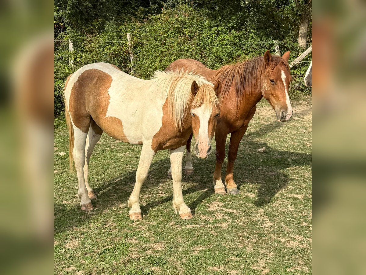 Weitere Ponys/Kleinpferde Wallach 2 Jahre 137 cm Schecke in Daleiden
