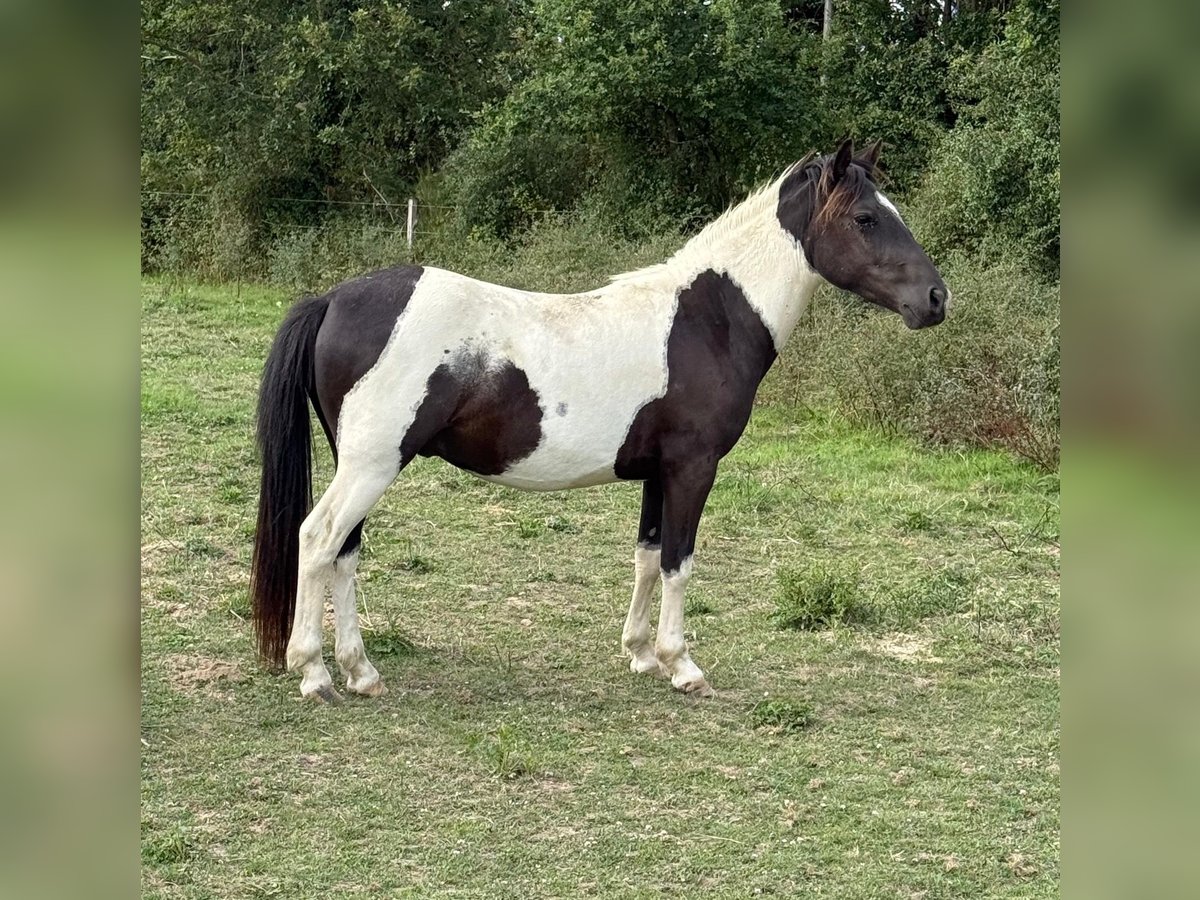 Weitere Ponys/Kleinpferde Wallach 2 Jahre 137 cm Schecke in Daleiden