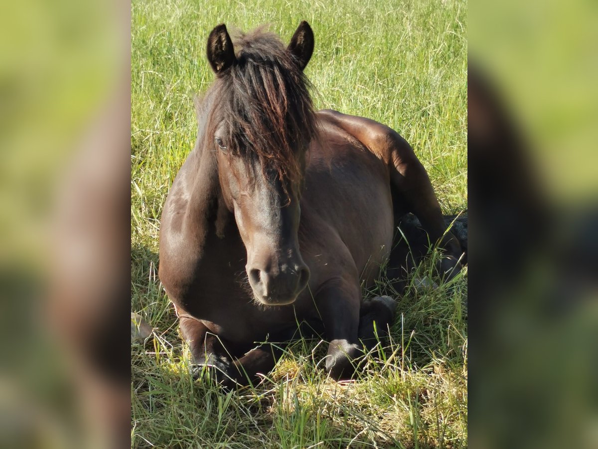 Weitere Ponys/Kleinpferde Wallach 2 Jahre 140 cm Dunkelbrauner in Z&#xFC;sch
