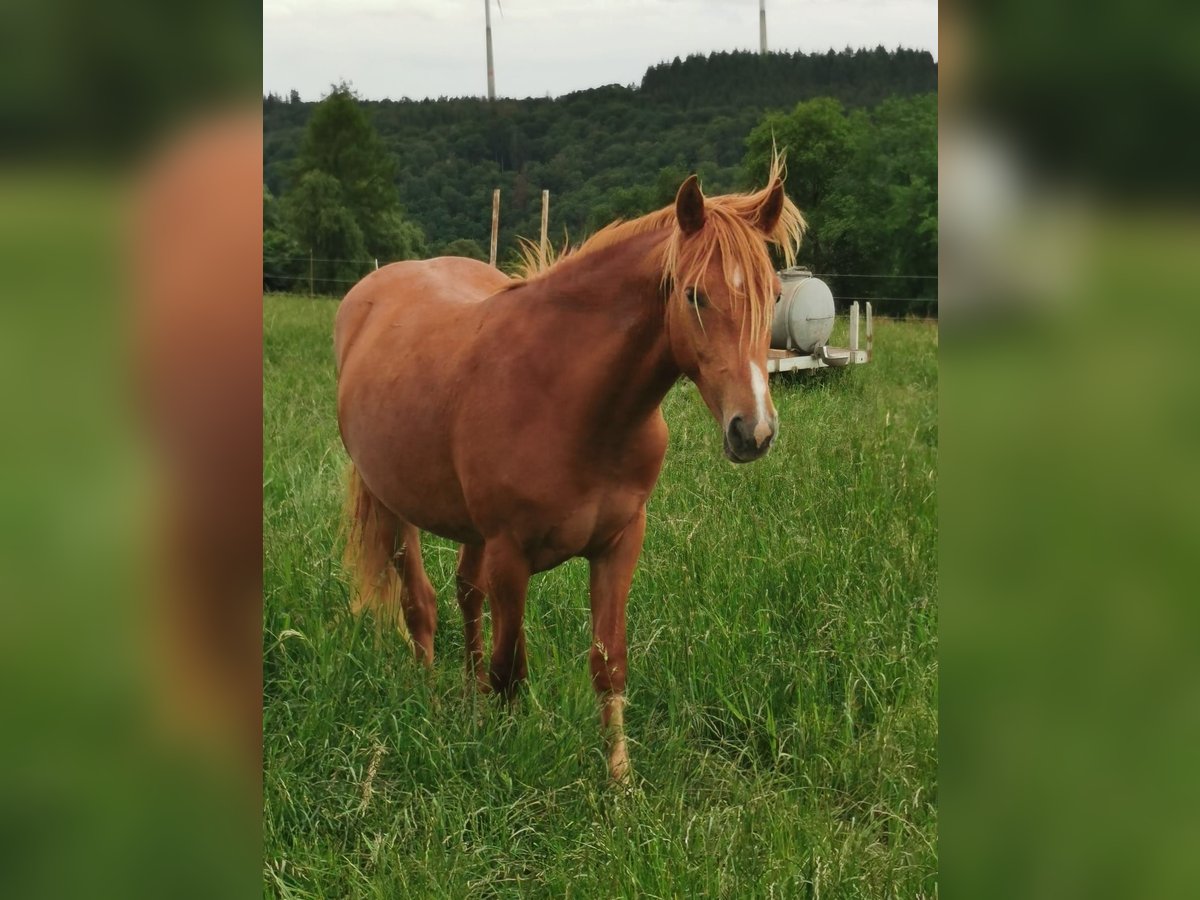 Weitere Ponys/Kleinpferde Wallach 2 Jahre 148 cm Fuchs in Z&#xFC;sch
