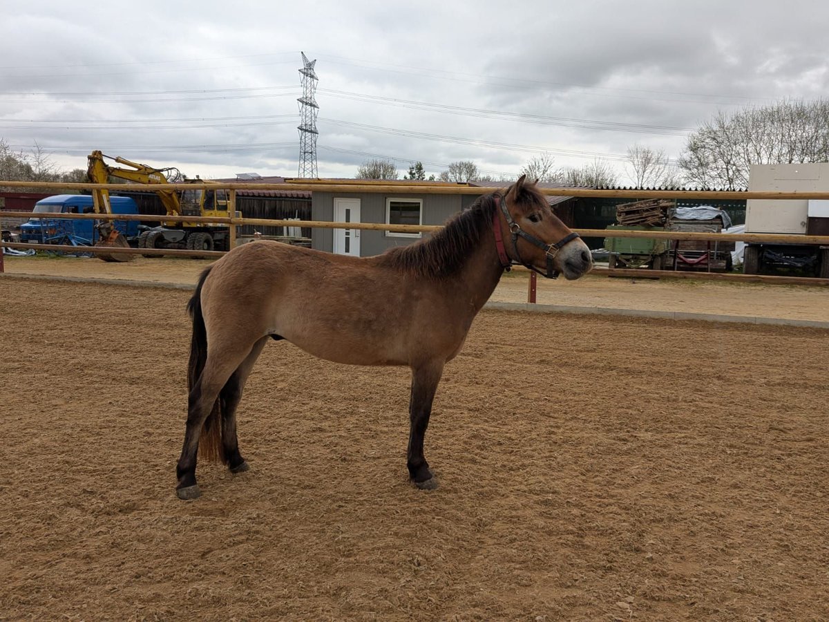Weitere Ponys/Kleinpferde Mix Wallach 3 Jahre 120 cm Falbe in Hohenstein