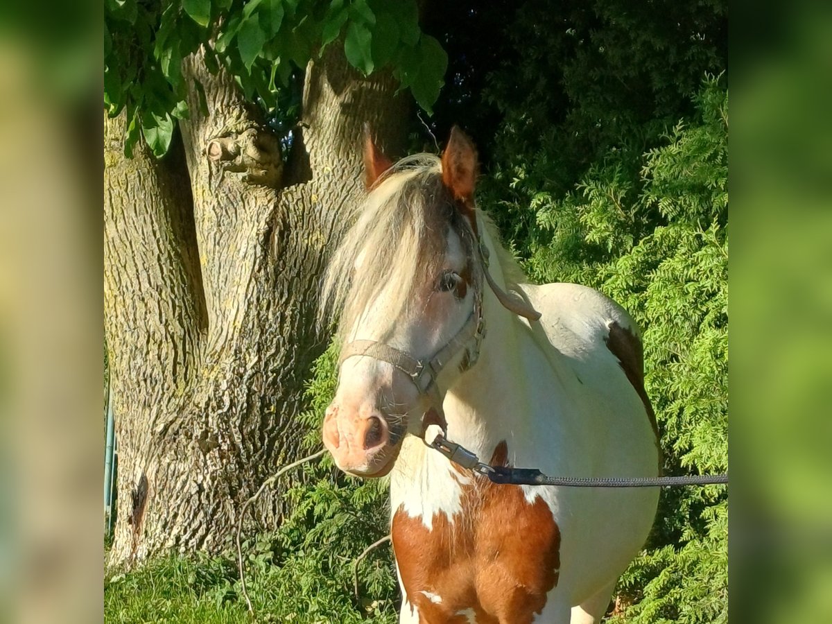 Weitere Ponys/Kleinpferde Wallach 3 Jahre 120 cm Schecke in Bad Lauterberg im Harz