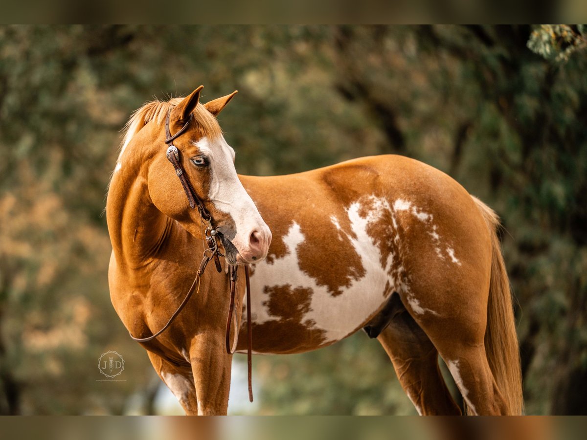 Weitere Ponys/Kleinpferde Wallach 3 Jahre 137 cm Schecke in Lebanon