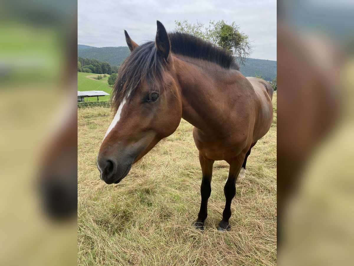 Weitere Ponys/Kleinpferde Mix Wallach 3 Jahre 140 cm Brauner in Altenbuch
