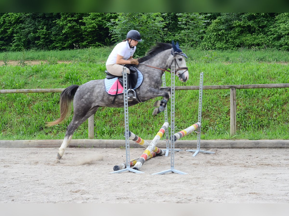 Weitere Ponys/Kleinpferde Wallach 3 Jahre 143 cm Schimmel in Wellheim