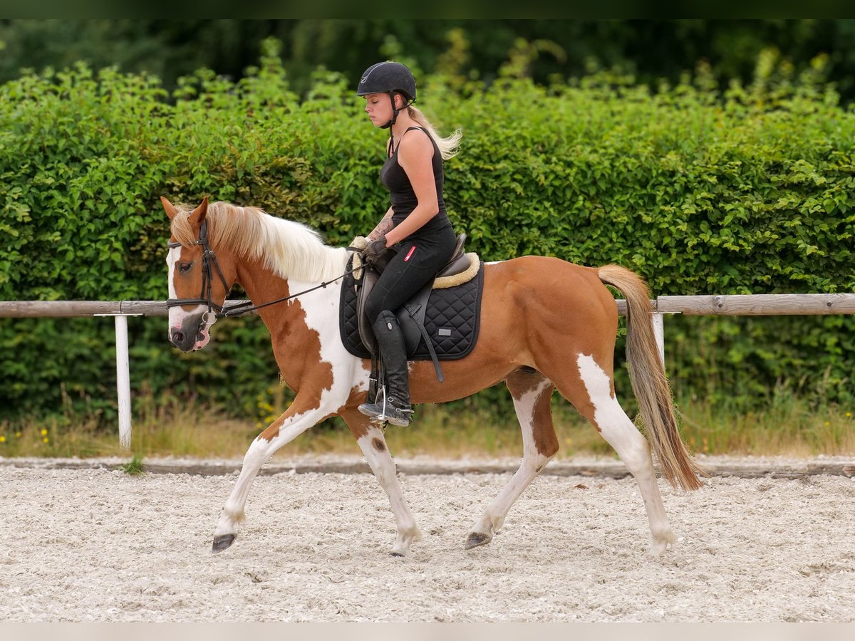Weitere Ponys/Kleinpferde Wallach 3 Jahre 145 cm Schecke in Neustadt (Wied)
