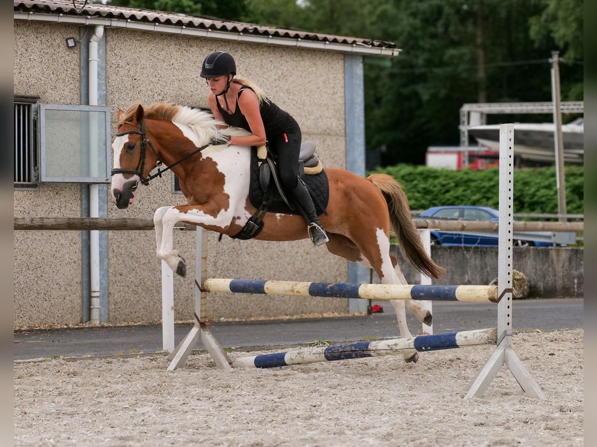 Weitere Ponys/Kleinpferde Wallach 3 Jahre 145 cm Schecke in Neustadt (Wied)