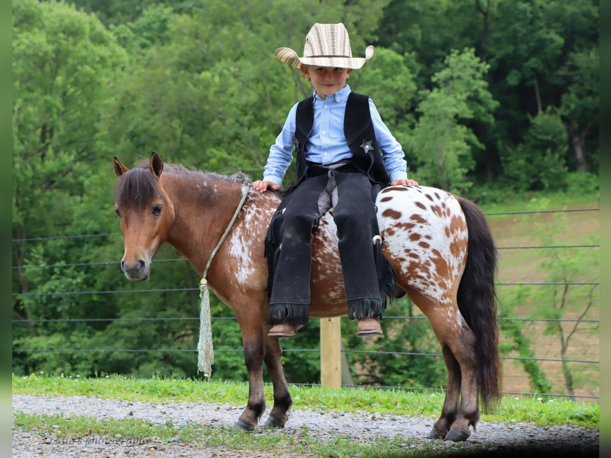 Weitere Ponys/Kleinpferde Wallach 3 Jahre 86 cm in Sugarcreek, OH
