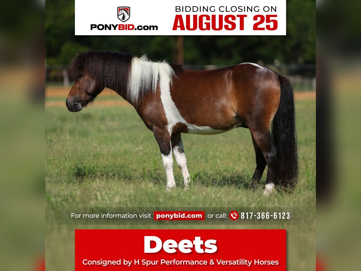 Weitere Ponys/Kleinpferde Wallach 4 Jahre 102 cm Schecke in Weatherford