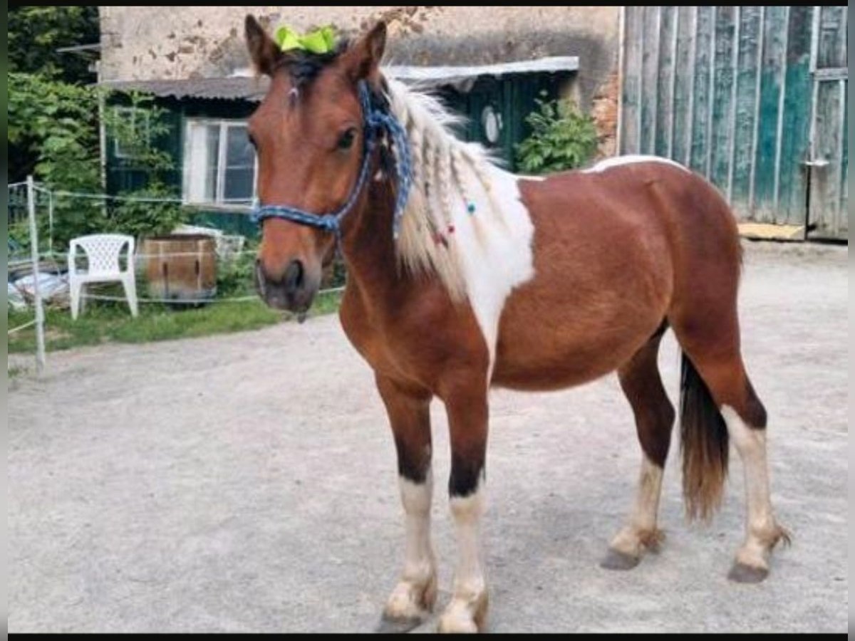 Weitere Ponys/Kleinpferde Mix Wallach 4 Jahre 120 cm Schecke in Frohburg