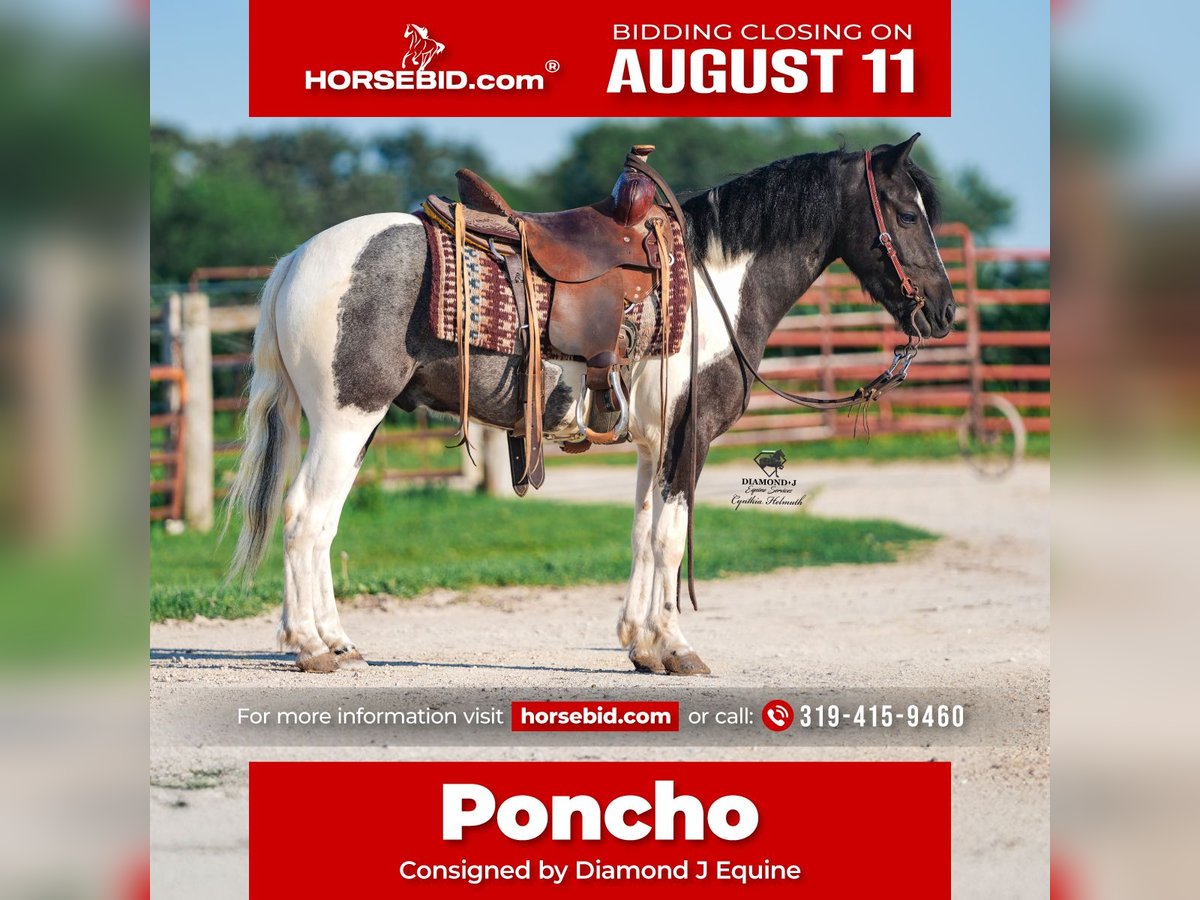 Weitere Ponys/Kleinpferde Wallach 4 Jahre 122 cm in Fairbank, IA