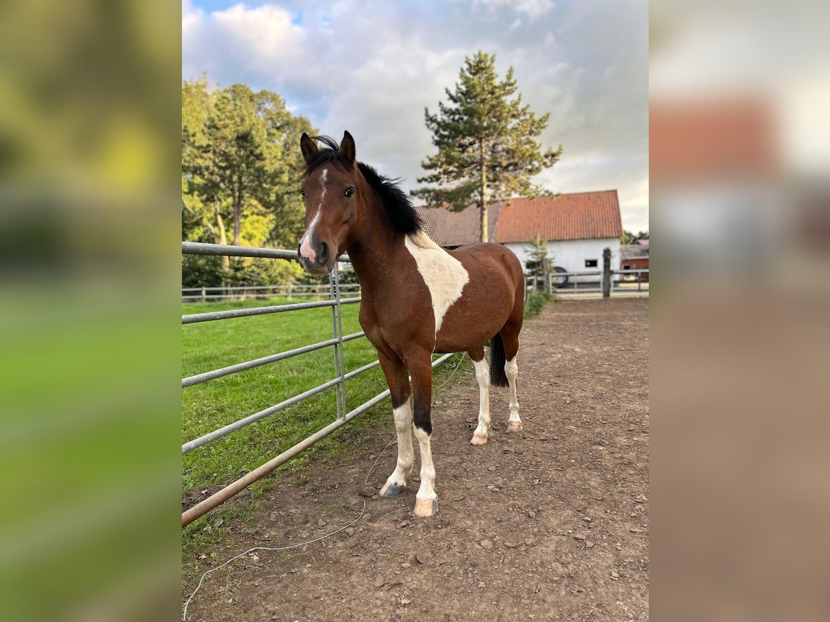 Weitere Ponys/Kleinpferde Wallach 4 Jahre 125 cm Schecke in Diepholz