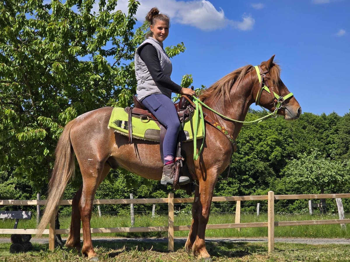 Weitere Ponys/Kleinpferde Wallach 4 Jahre 133 cm Fuchs in Linkenbach