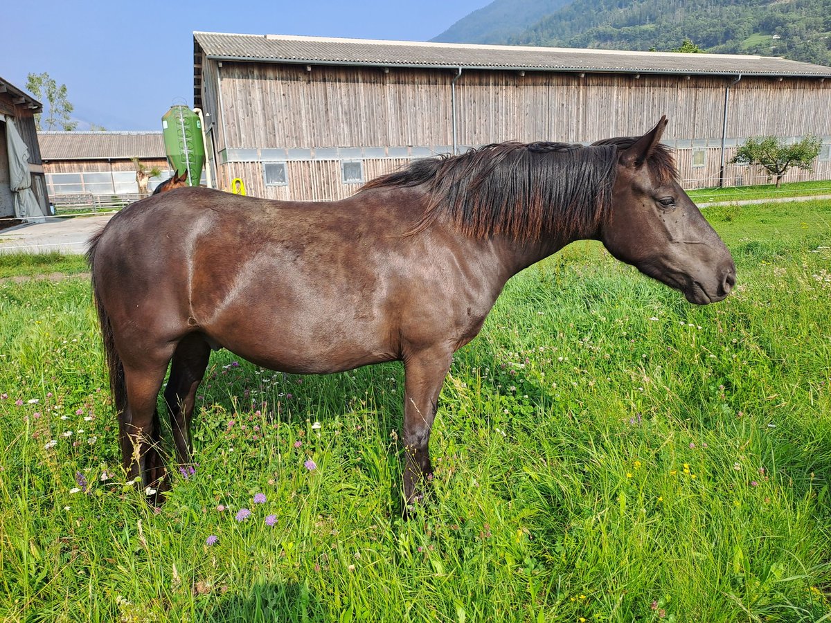 Weitere Ponys/Kleinpferde Wallach 4 Jahre 136 cm Rappe in Turtmann