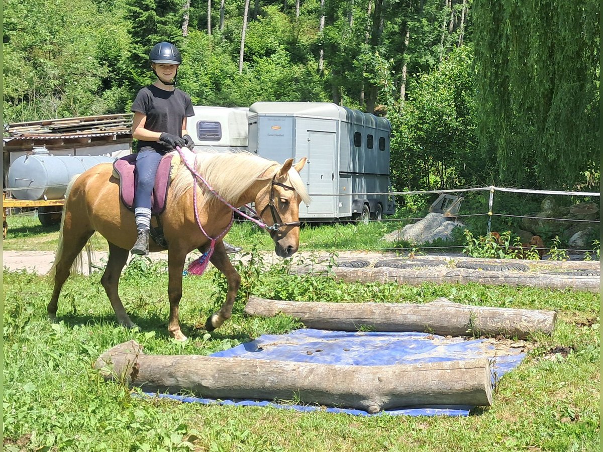 Weitere Ponys/Kleinpferde Wallach 4 Jahre 140 cm Palomino in Bayerbach