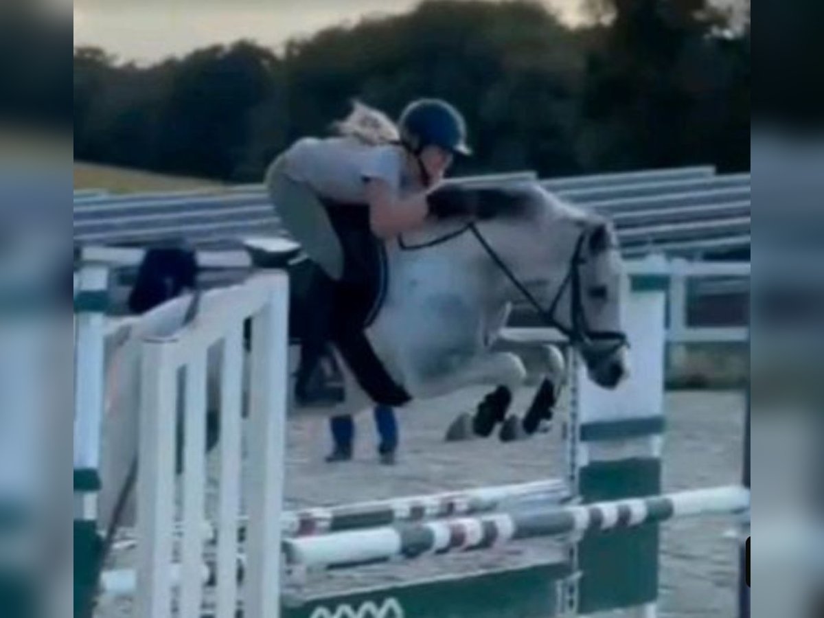 Weitere Ponys/Kleinpferde Wallach 4 Jahre 144 cm Schecke in Ibbenb&#xFC;ren