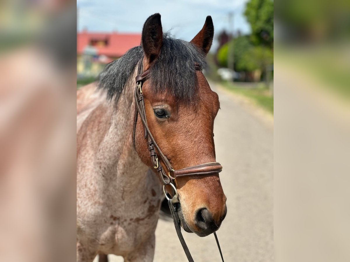 Weitere Ponys/Kleinpferde Wallach 4 Jahre 145 cm Brauner in Bócsa