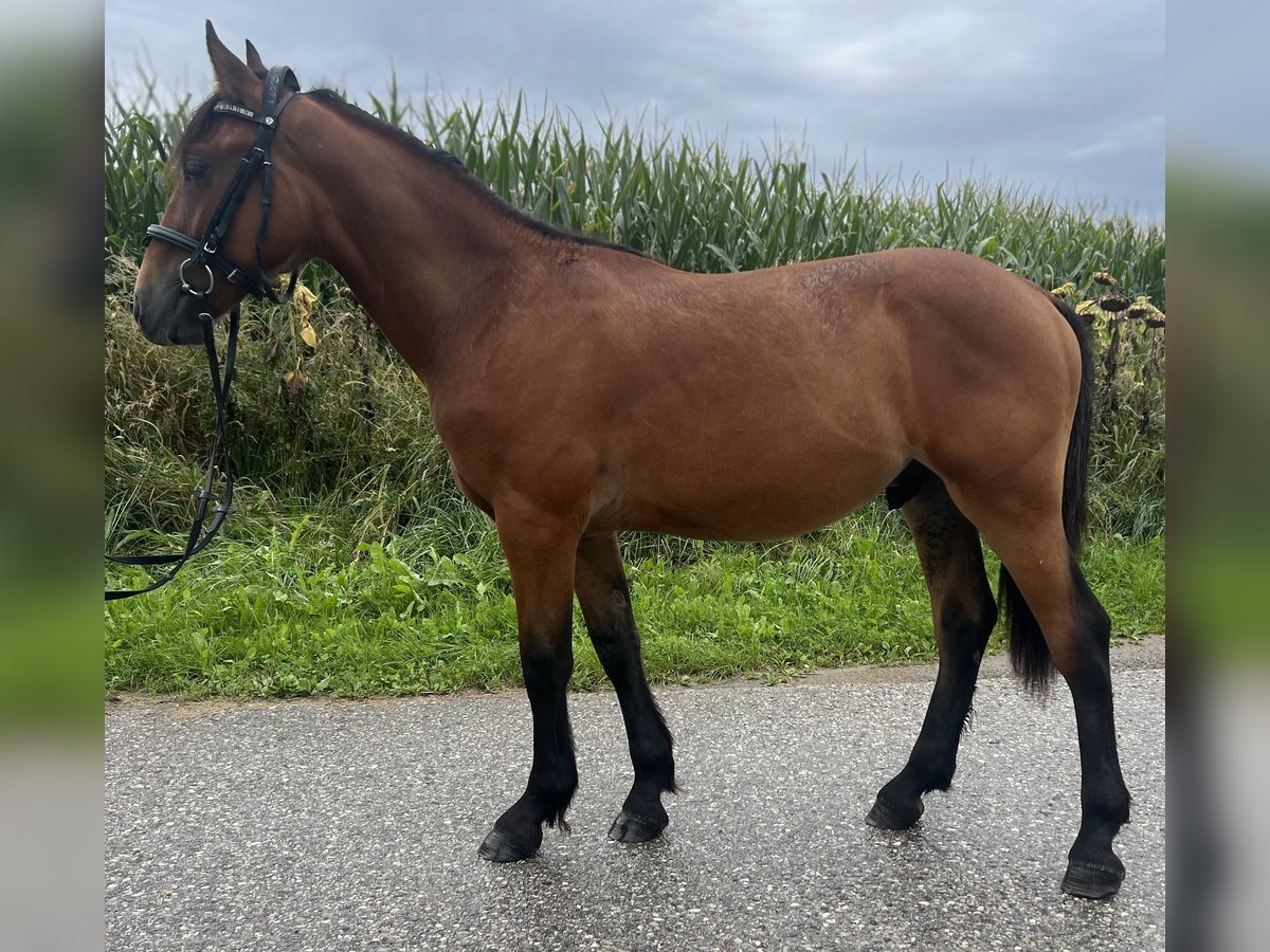 Weitere Ponys/Kleinpferde Wallach 4 Jahre 145 cm Hellbrauner in Uttendorf