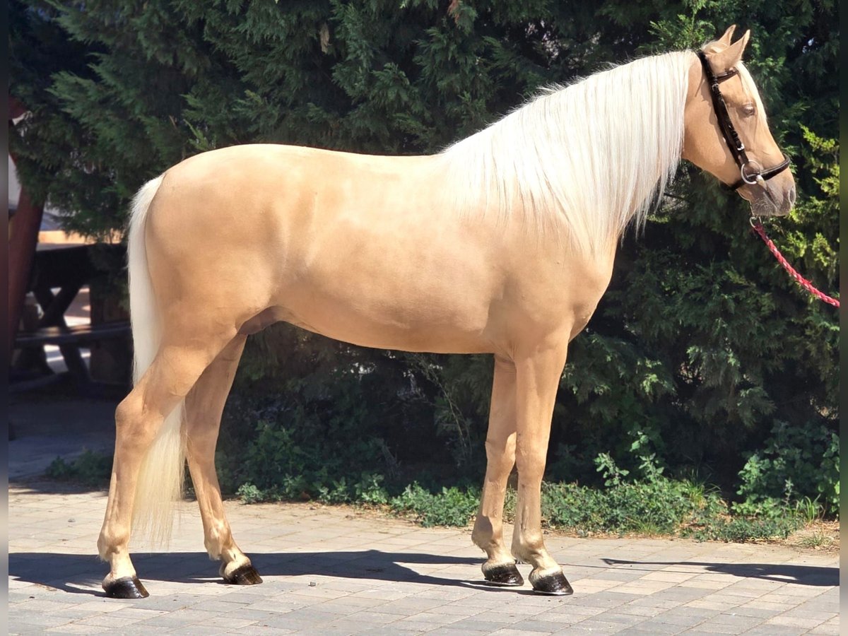 Weitere Ponys/Kleinpferde Wallach 4 Jahre 148 cm Palomino in B&#xE9;k&#xE9;scsaba
