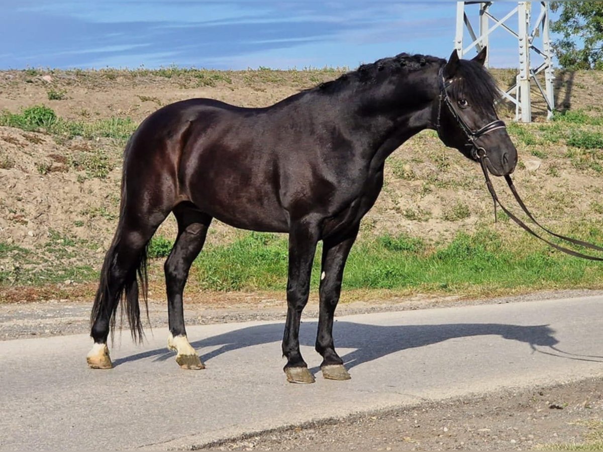 Weitere Ponys/Kleinpferde Wallach 4 Jahre 148 cm Rappe in Gyula