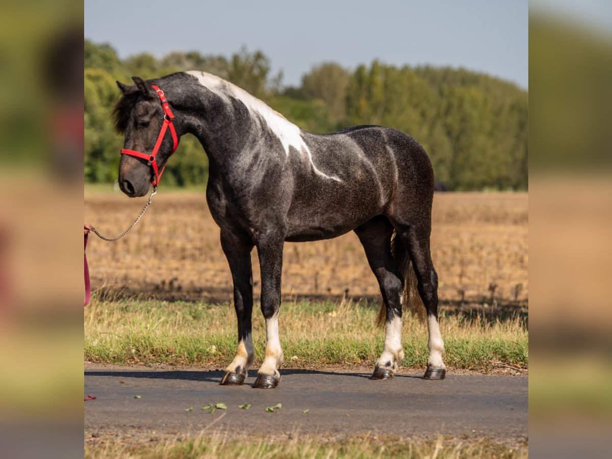 Weitere Ponys/Kleinpferde Wallach 4 Jahre 148 cm Schecke in Mez&#x151;hegyes