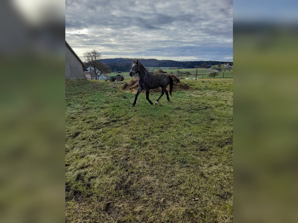 Weitere Ponys/Kleinpferde Mix Wallach 4 Jahre 149 cm Braunfalbschimmel in Bad Saulgau