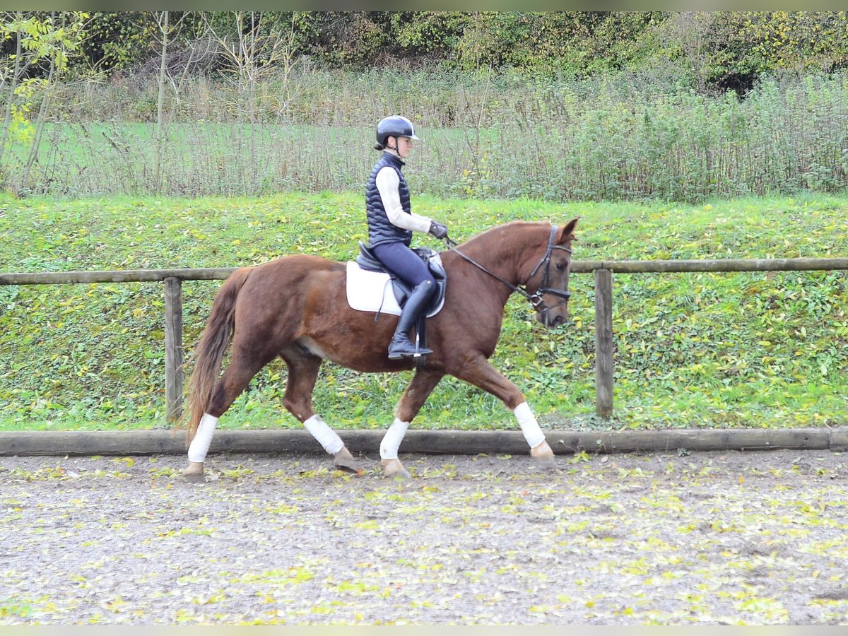 Weitere Ponys/Kleinpferde, Wallach in Wellheim