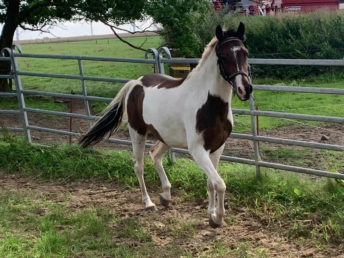Weitere Ponys/Kleinpferde Mix Wallach 4 Jahre 150 cm Schecke in S&#xFC;derholz