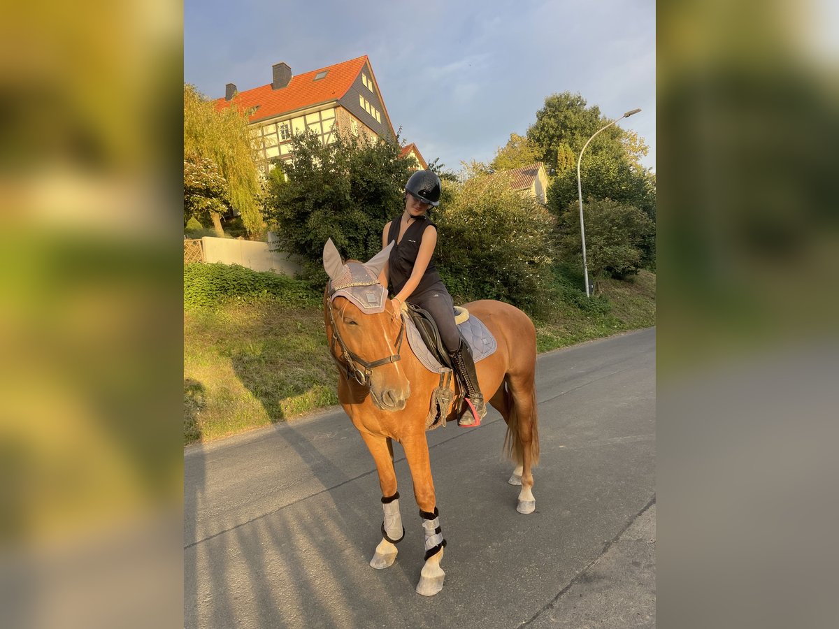 Weitere Ponys/Kleinpferde Wallach 4 Jahre 153 cm Fuchs in Felsberg