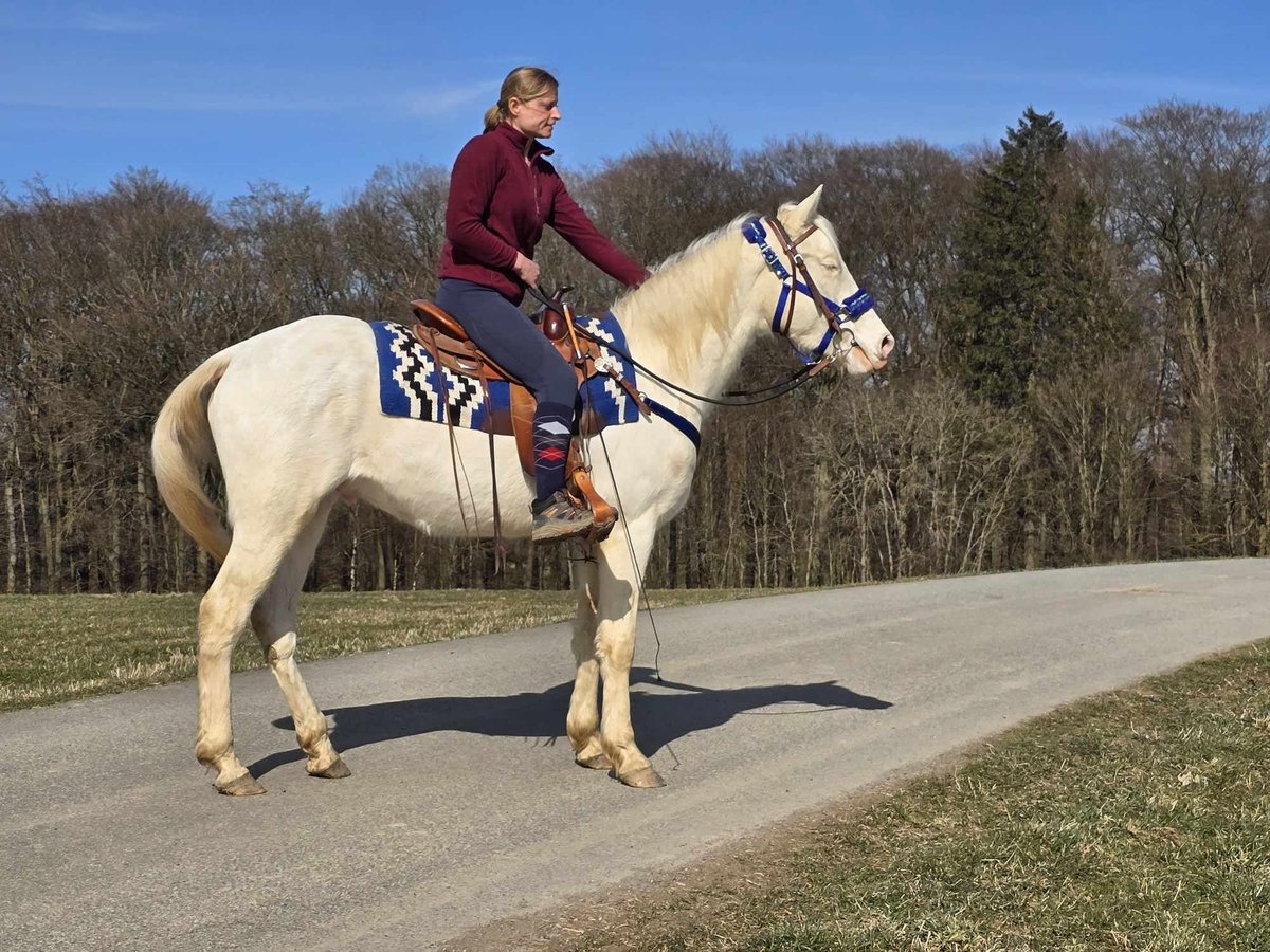 Weitere Ponys/Kleinpferde Mix Wallach 4 Jahre 155 cm Cremello in Linkenbach