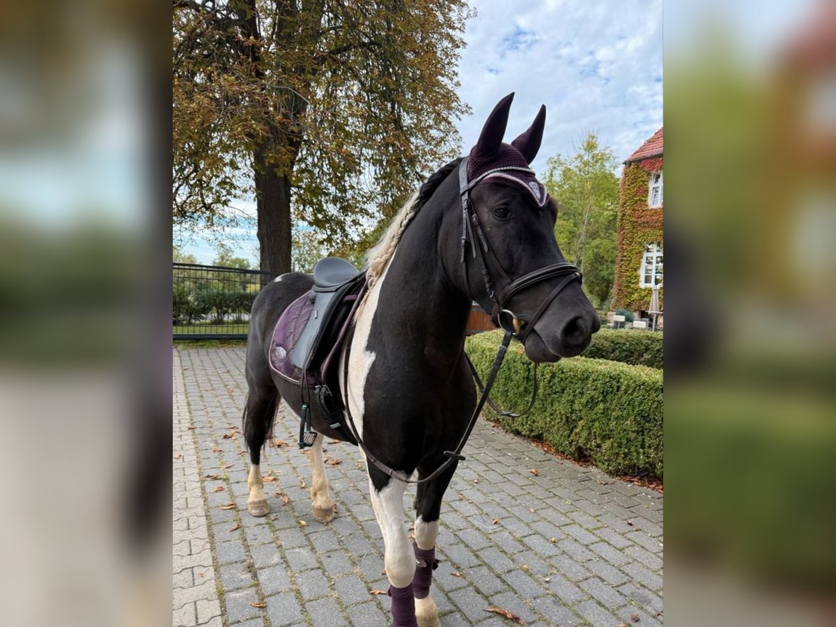 Weitere Ponys/Kleinpferde, Wallach in Neu Gaarz