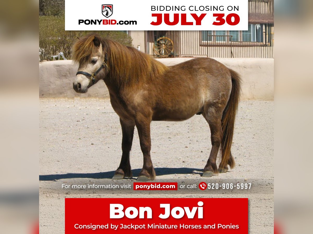 Weitere Ponys/Kleinpferde Wallach 4 Jahre 81 cm Falbe in Marana, AZ