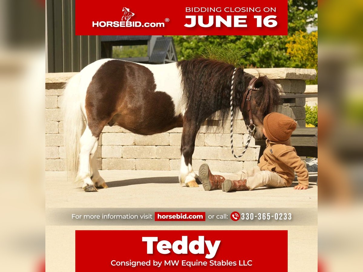 Weitere Ponys/Kleinpferde Wallach 4 Jahre 81 cm in Fresno, OH