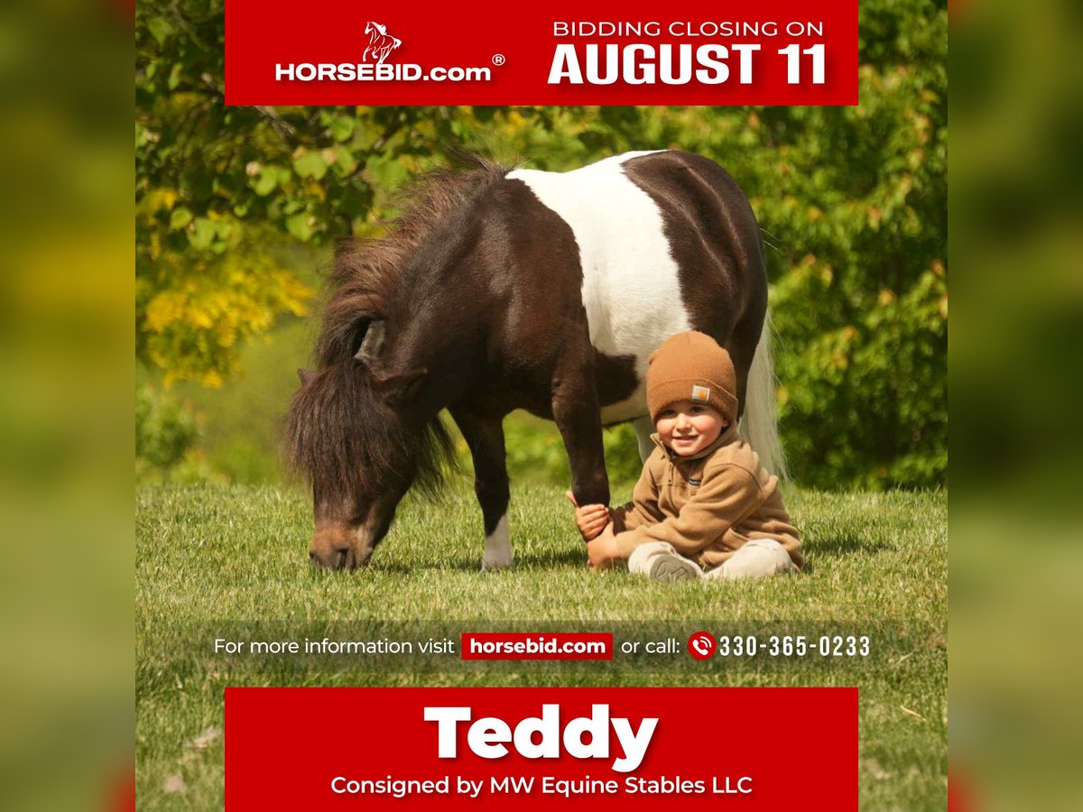 Weitere Ponys/Kleinpferde Wallach 4 Jahre 81 cm in Fresno, OH