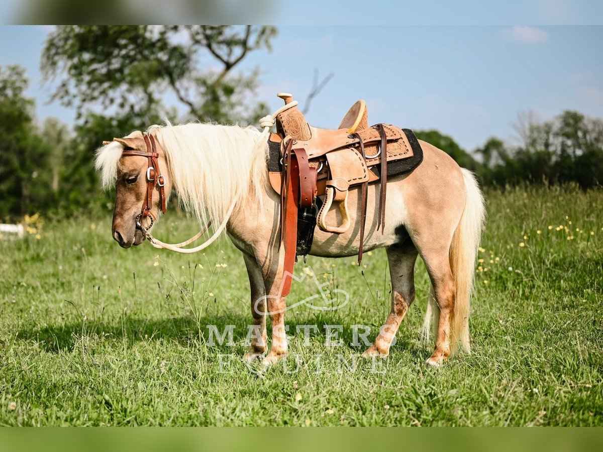Weitere Ponys/Kleinpferde Wallach 4 Jahre 91 cm Grullo in Orrville, OH