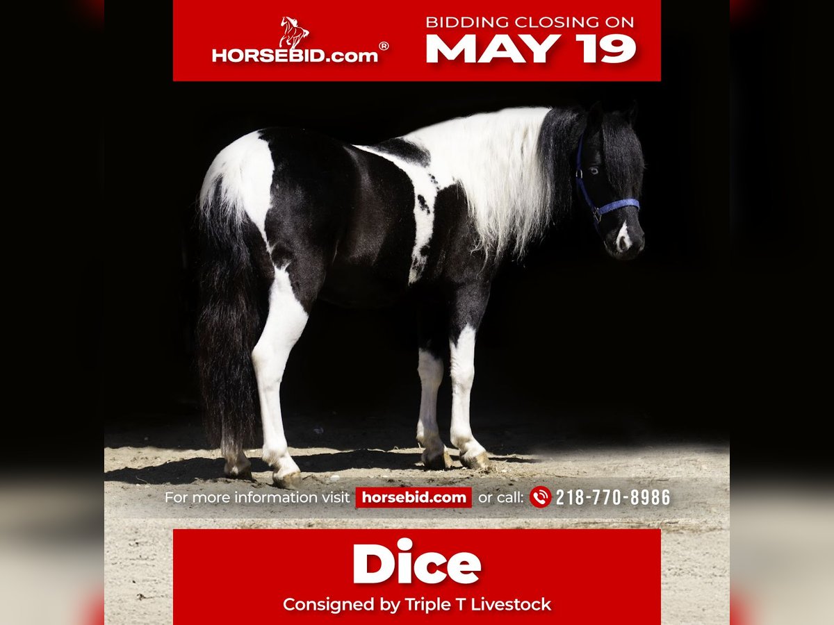 Weitere Ponys/Kleinpferde Wallach 5 Jahre 104 cm in Nevis, MN