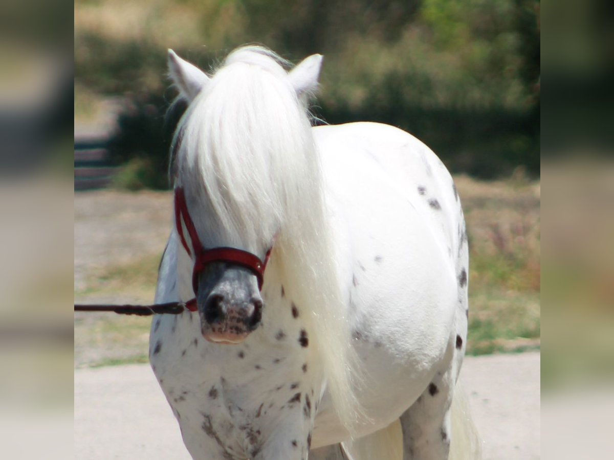 Weitere Ponys/Kleinpferde Wallach 5 Jahre 110 cm Schimmel in B&#xF3;csa