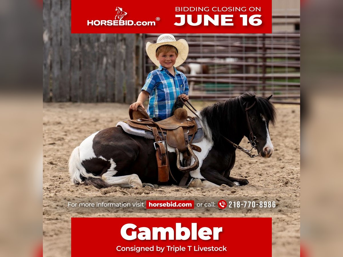 Weitere Ponys/Kleinpferde Wallach 5 Jahre 112 cm in Nevis, MN