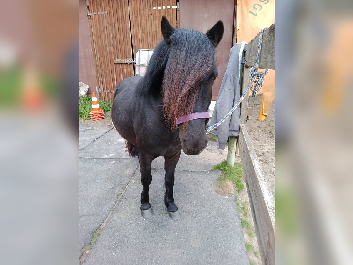 Weitere Ponys/Kleinpferde Wallach 5 Jahre 120 cm Rappe in Hamburg