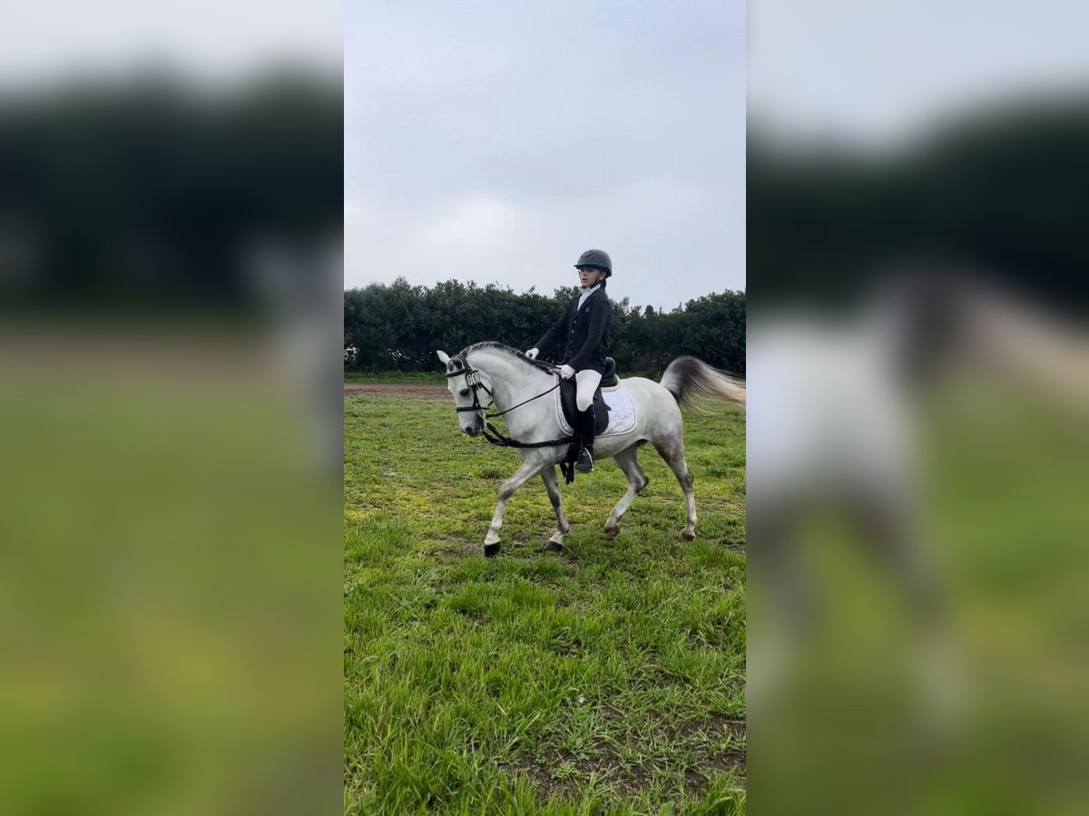 Weitere Ponys/Kleinpferde Wallach 5 Jahre 120 cm Schimmel in santa Teresa di Riva