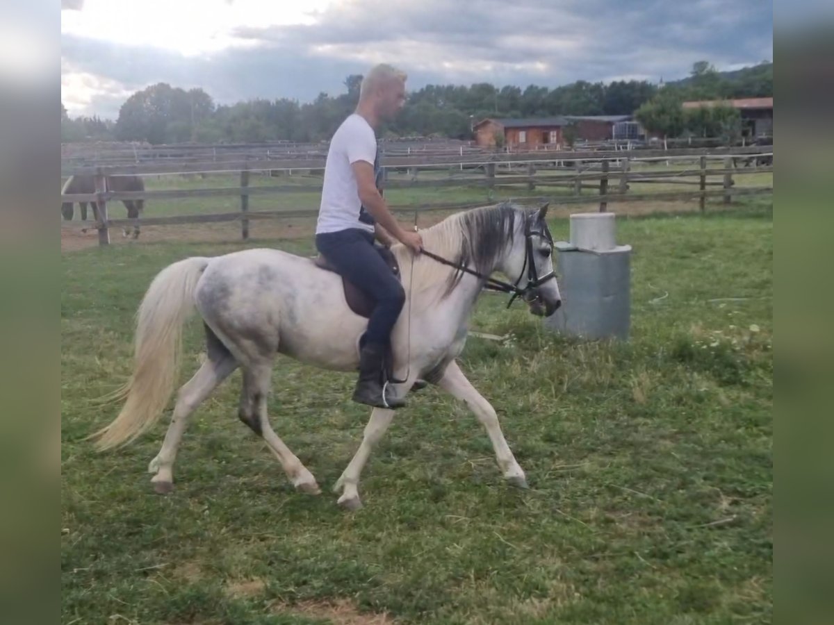 Weitere Ponys/Kleinpferde Wallach 5 Jahre 123 cm Schecke in Rechnitz