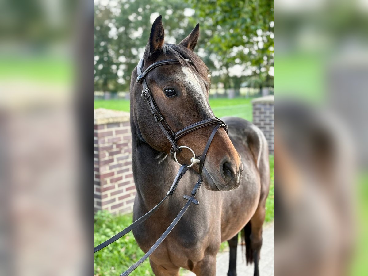 Weitere Ponys/Kleinpferde Wallach 5 Jahre 140 cm Brauner in Pelmberg