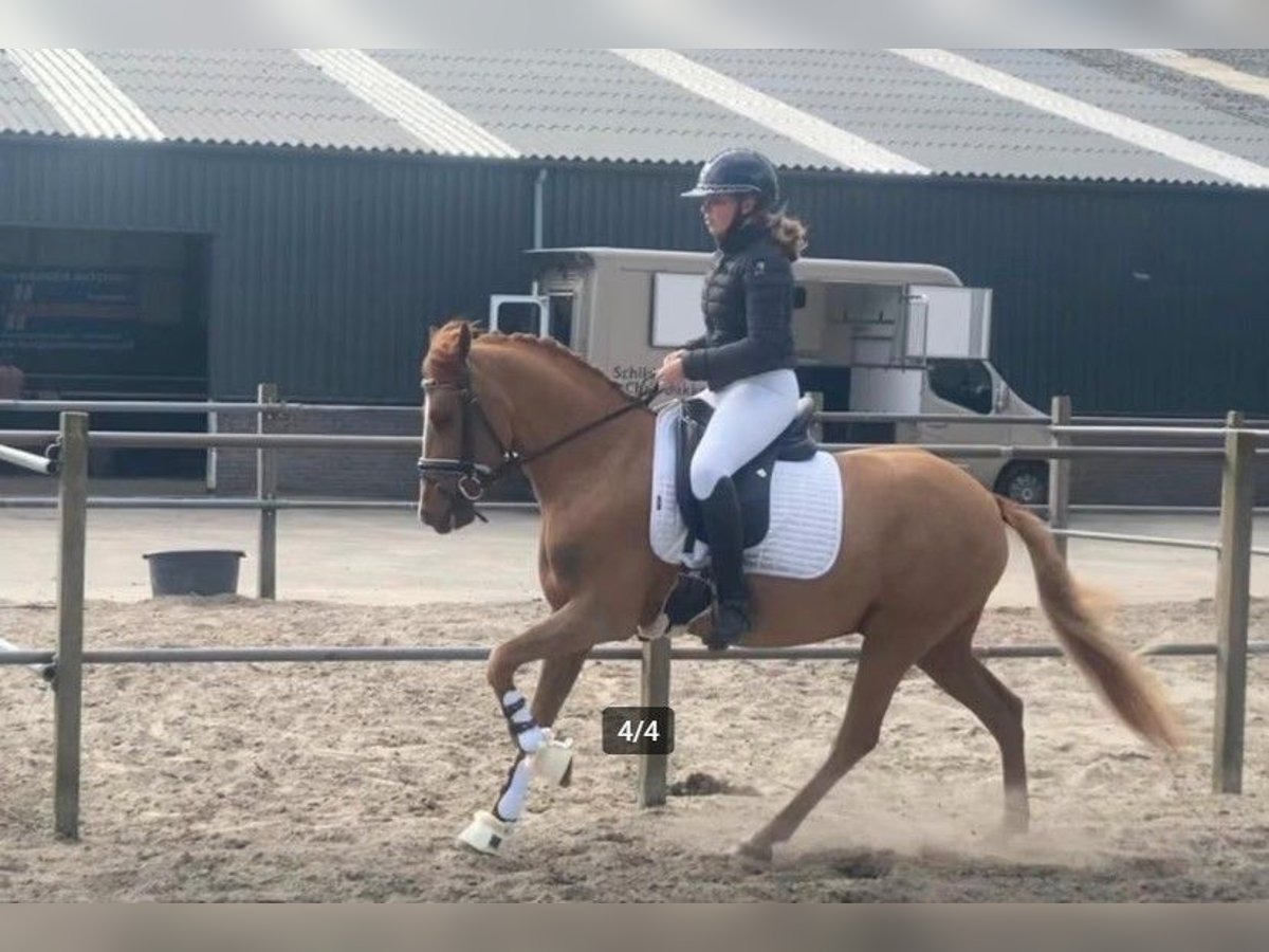 Weitere Ponys/Kleinpferde Wallach 5 Jahre 142 cm Fuchs in Amersfoort