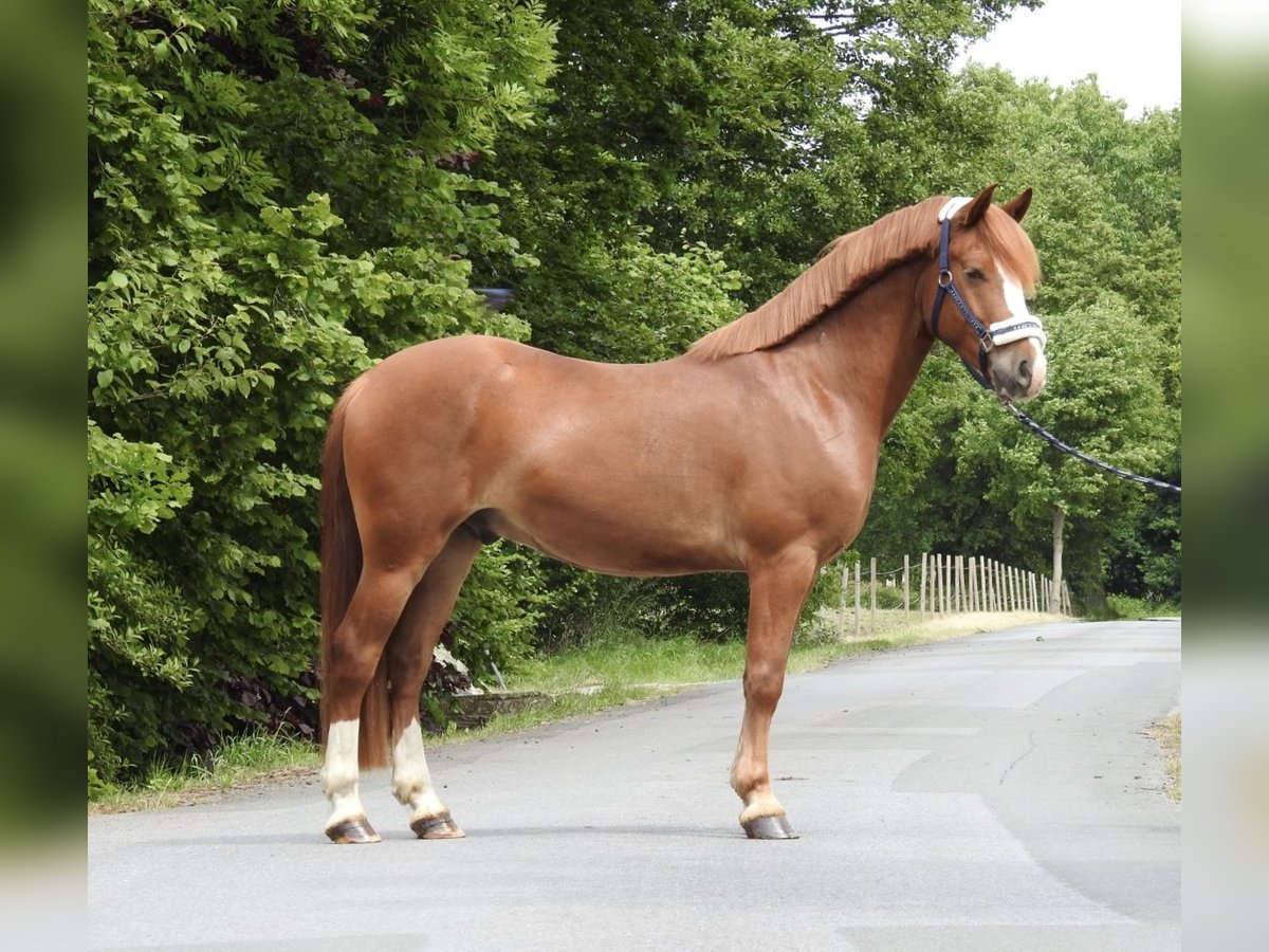 Weitere Ponys/Kleinpferde Wallach 5 Jahre 142 cm Fuchs in Verl