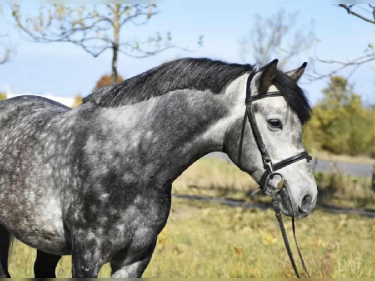 Weitere Ponys/Kleinpferde Wallach 5 Jahre 144 cm Apfelschimmel in Hódmezővásárhely Weitere Ponys/Kleinpferde Wallach 5 Jahre 144 cm Apfelschimmel in Hódmezővásárhely