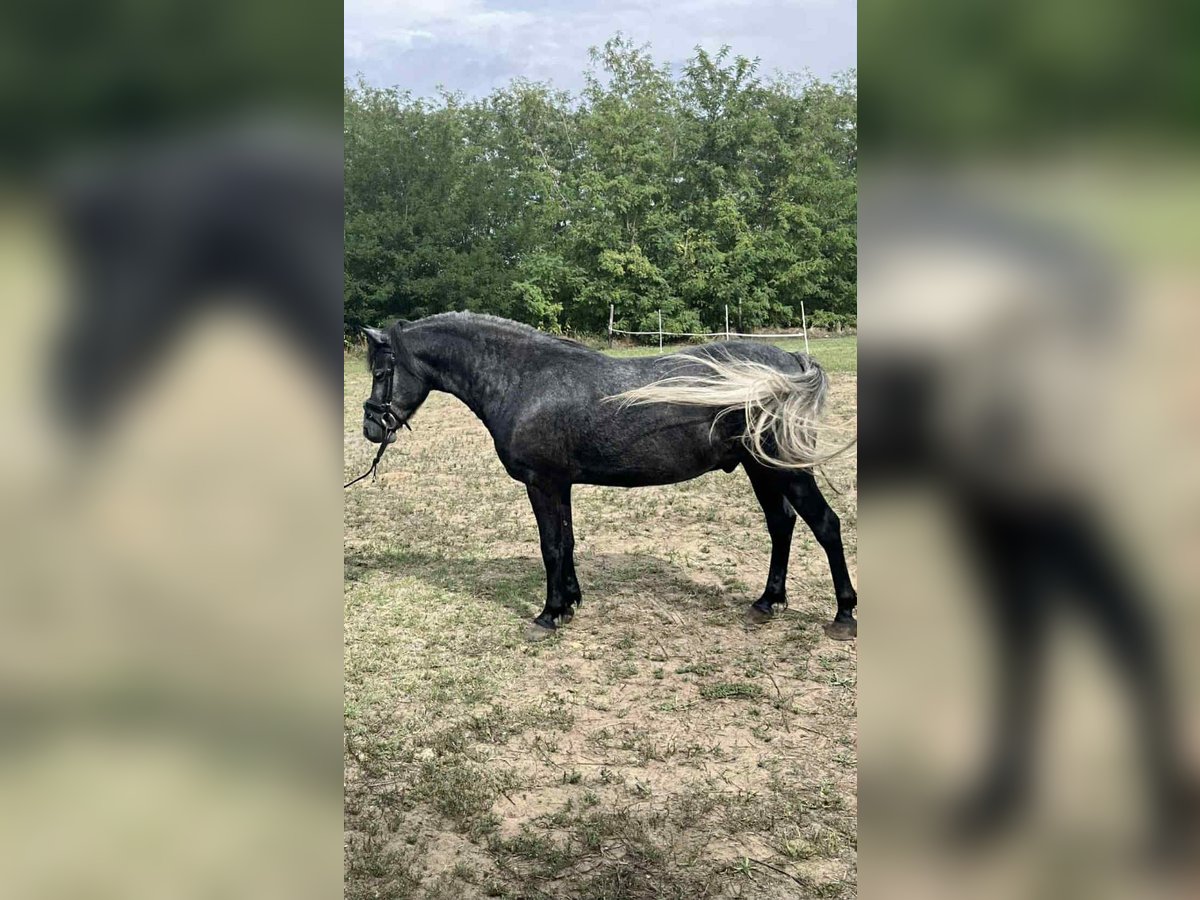 Weitere Ponys/Kleinpferde Wallach 5 Jahre 144 cm Schimmel in B&#xE9;k&#xE9;scsaba