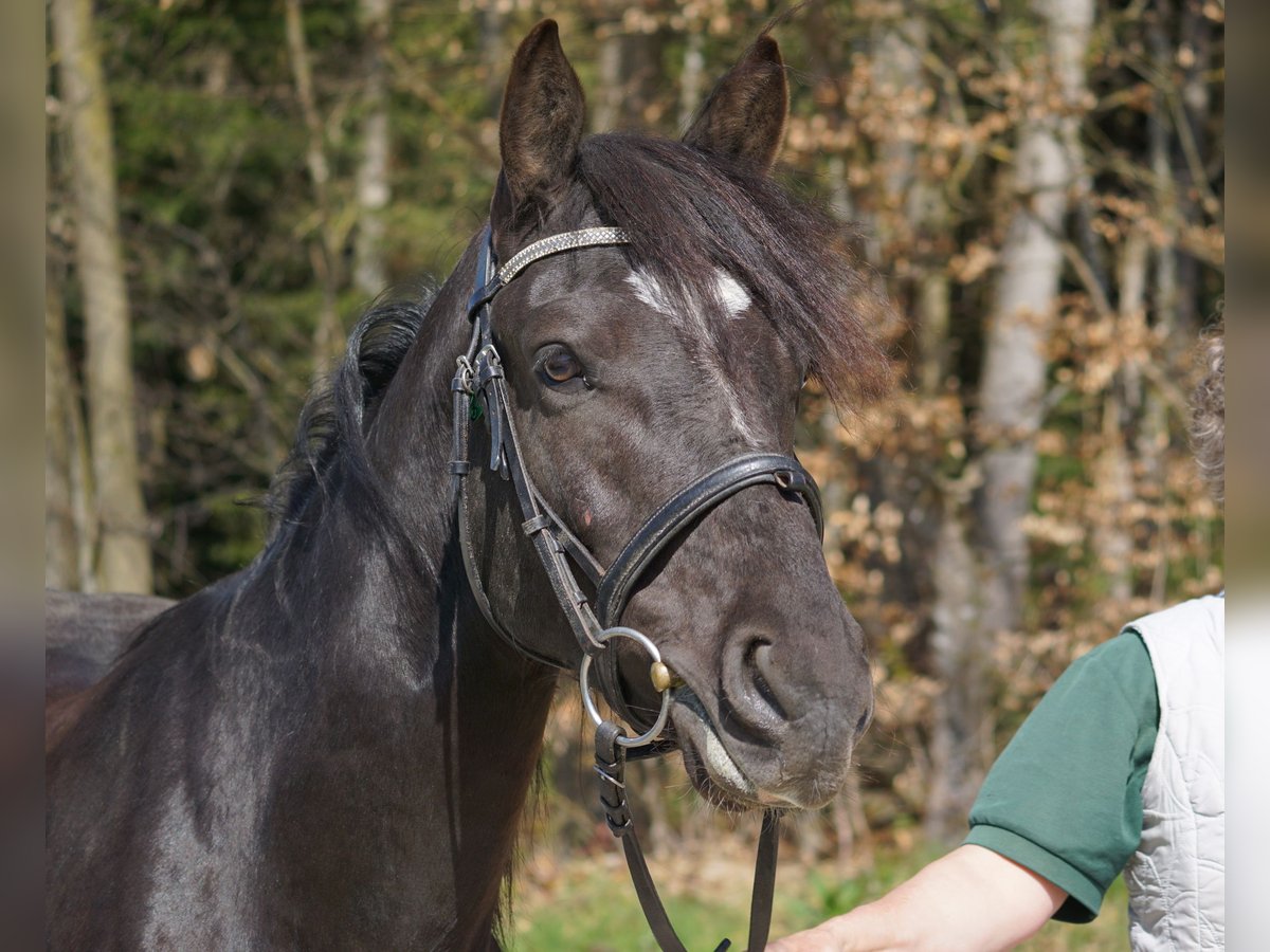 Weitere Ponys/Kleinpferde Wallach 5 Jahre 145 cm Rappe in Talheim