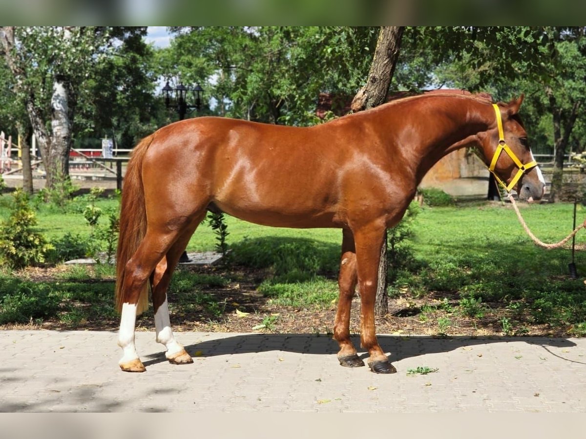 Weitere Ponys/Kleinpferde Wallach 5 Jahre 146 cm in B&#xE9;k&#xE9;scsaba