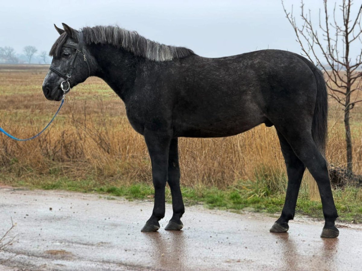 Weitere Ponys/Kleinpferde Wallach 5 Jahre 147 cm Rappschimmel in Debrecen